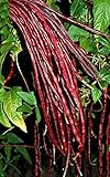 Chinese Red Noodle Bean - Fantastic Deep Red-18”-22' Beautiful(200 - Beans)