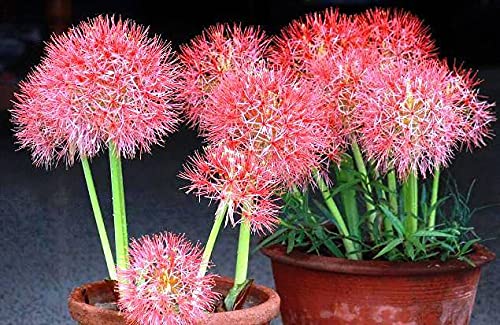 See full amazon price history chart for Football Lily Live Plants for Home Garden Pack of 2 Bulbs By Zabbus Football Lily Live Plants for Home Garden Pack of 2 Bulbs By Zabbus (B0BTR2X9Q7) Amazon Price History, Amazon Price Tracker