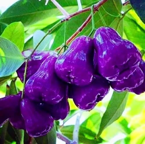Image of All-Time12 Months Hybrid Grafted Guti Kolom Live Fruit Plant Original & Authentic for Outdoor Fast-Growing Fruit Plant Home Pack Of-1 (Water Apple Fruit Plants Varieties Combo Pack of-4, Medium)