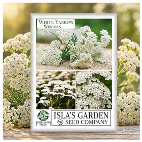 White Yarrow Western Flower Seeds (Achillea millefolium) – 1500+...