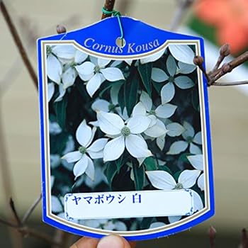 Amazon 庭木 山法師 ヤマボウシ 赤花or白花or源平 お選びください 白 植木