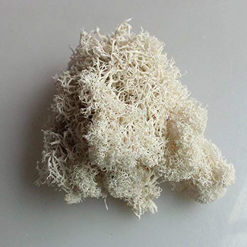 EliteKoopers Natural Reindeer Moss For Preserved Dried Craft Flower Home Decor Item