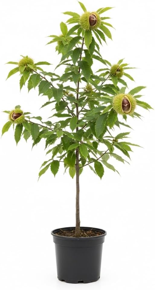 Live Chestnut Tree, 1 Year Old Chestnut Tree 1-2 Feet Tall, Fast-Growing, Hardy, Winter Dormant, Garden Growing