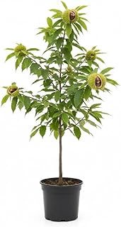 Live Chestnut Tree, 1 Year Old Chestnut Tree 2 Feet Tall, Fast-Growing, Hardy, Winter Dormant, Garden Growing