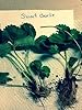 25 Sweet Charlie Strawberry Plants bare root #2