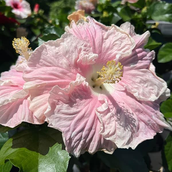 Amazon.co.jp: ハイビスカス：ニューロングライフ エリス4号鉢植え[花