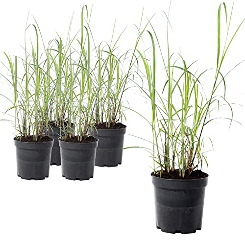1 x Jumbogras® Pflanzballen, Elefantengras 'Miscanthus x giganteus', Sichtschutz, schnellwüchsige Gräserhecke, Solitärgras, Gräser-Beet (Größe MAXI)