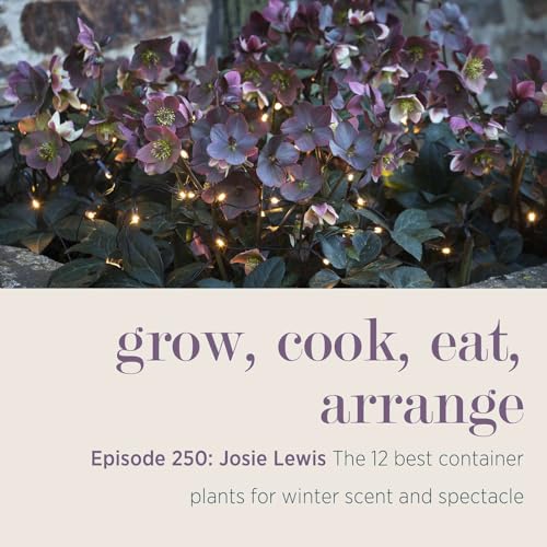 Josie Lewis: The 12 best container plants for winter scent and spectacle - Episode 250