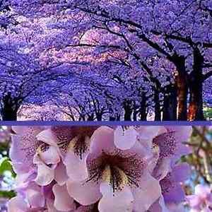 SEMILLAS ECOLÓGICAS KIRI (PAULOWNIA TOMENTOSA) PROCEDENTES DE ÁRBOLES MILENARIOS Y CENTENARIOS