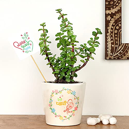 See full amazon price history chart for FlowerAura Jade Plant Live Indoor Potted Gifts For Mother, Grand Mother And Home Decoration FlowerAura Jade Plant Live Indoor Potted Gifts For Mother, Grand Mother And Home Decoration (B09HCM7P3M) Amazon Price History, Amazon Price Tracker