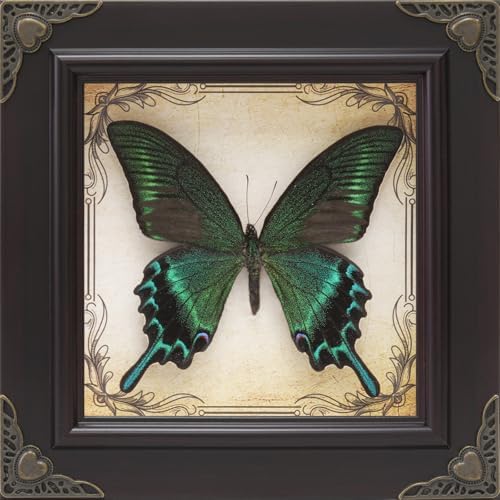 Handmade Real Butterfly Framed with 5 Pieces Gift Set - Gothic Ho...