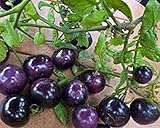 Seeds & Plants Shop by Ipsa