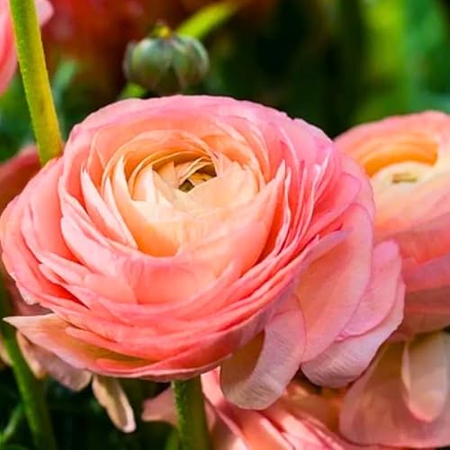 25 Pink Ranunculus Bulbs for Fall Planting, Ranunculus Corms Ranunculus Flowers Perennial Flower Bulbs, Peony Bulbs Ranunculus Bulbs for Planting, Persian Buttercup Flowers