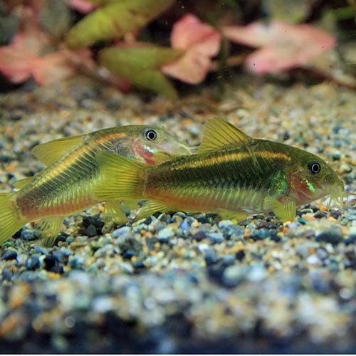 コリドラス イルミネータスゴールド8匹 熱帯魚