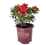 Colores surtidos. Planta Viva Arbusto de Flor Azalea Natural con Flores de Colores