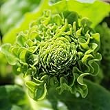 20 Stück Vanille: Nur Samen