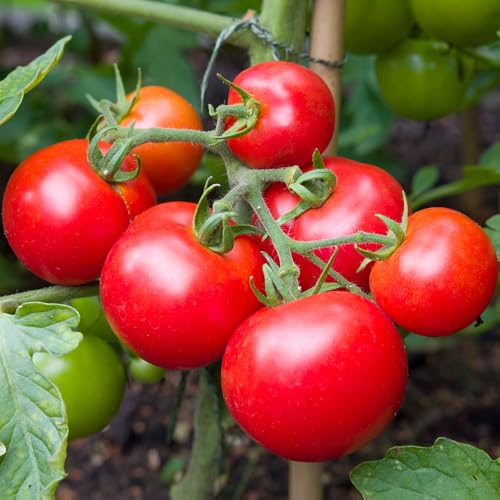 Tomato Moneymaker Plug Plants