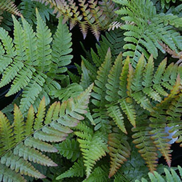 6x Rotschleierfarn - Dryopteris erythrosora - Topf 9x9cm - Zierfarn mit rötlichen Austrieben