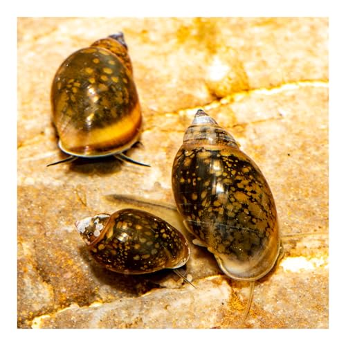 AQ4Aquaristik 3 x Blasenschnecken, Physa, robuste, anspruchslose Aquariumschnecke