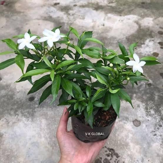 V K GLOBAL Live Chandni Jesmine Plant I White Colour Flower Plant I With Growbag (B08R2Q5W9Q) Amazon Price History, Amazon Price Tracker