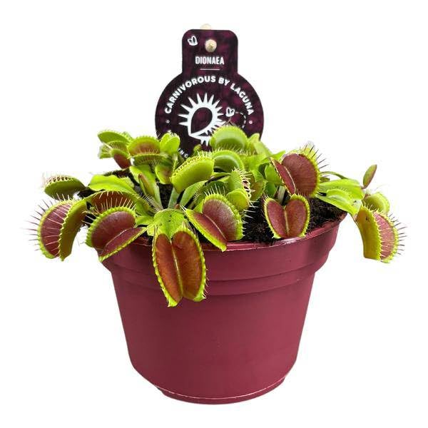 Dionaea Muscipula muchołówka wenusowa, roślina mięsożerna, Ø 12 cm, 12 cm, egzotyczna roślina pokojowa z liśćmi, łatwa w pielęgnacji i fascynująca