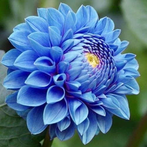 Naturale Dalia bulbi,Piante perenni,Dalia pianta vera,resistenti al freddo,Tagliare,Facile da curare(non artificiali)-2 bulbi-J