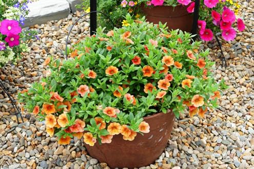 Calibrachoa, 4 Mixed Plants