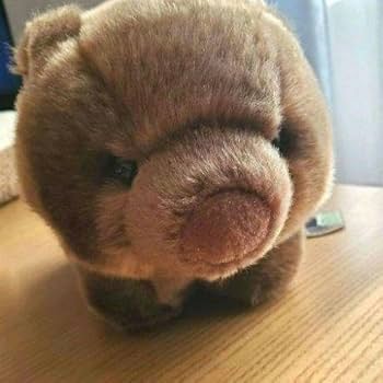 Amazon.co.jp: 五月山動物園 ウォンバット ぬいぐるみ : おもちゃ