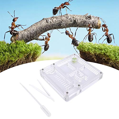 Image of Acrylic Transparent Breeding House Nest Formicarium Display Box Ornamental