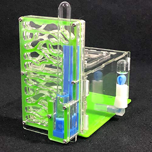 T Design Formicaio Acrilico per Formiche - Green