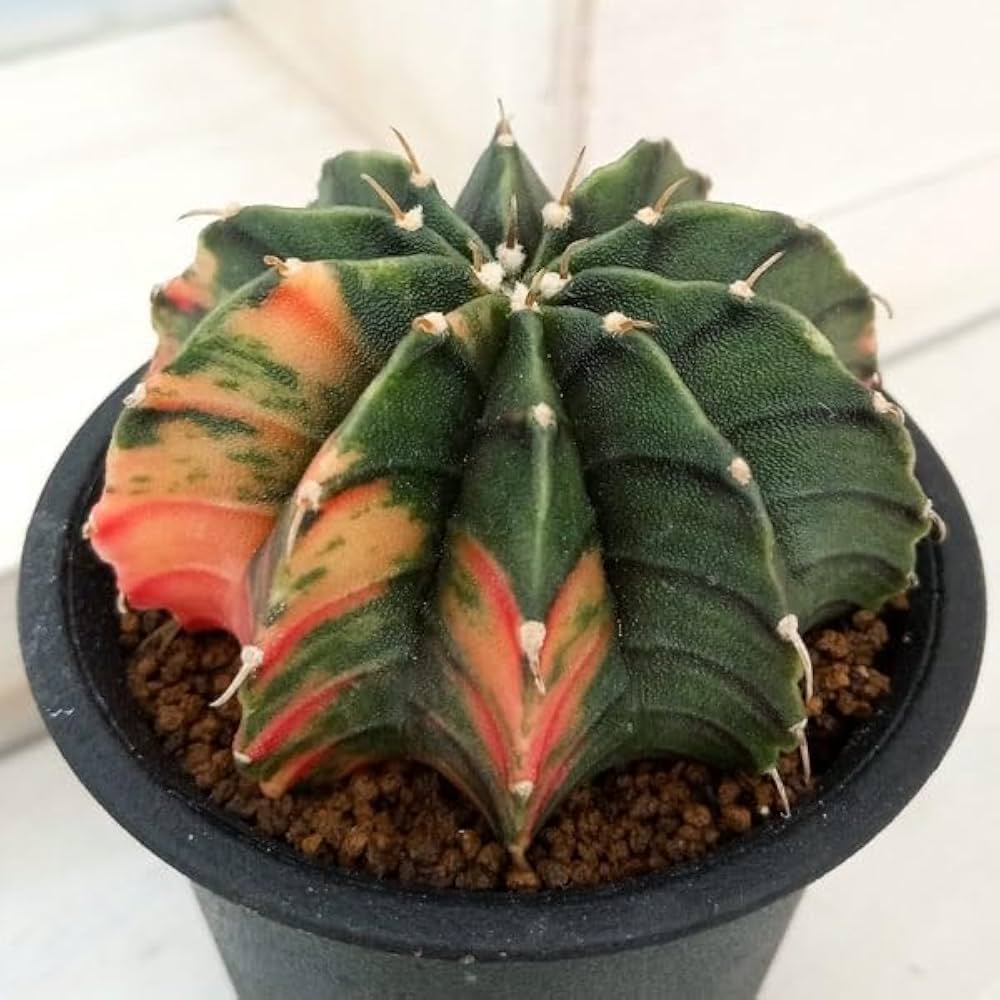 Amazon｜ギムノカリキウム：ミハノビッチ LB錦 2.5号鉢植え