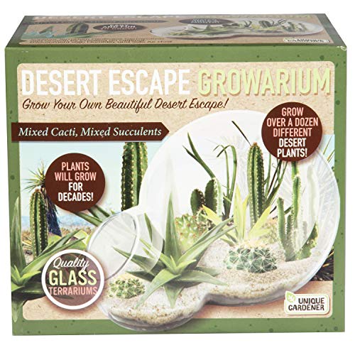 Grow Your Own Desert Escape in A Quality Glass Terrarium Starter Kit with Complete Supplies - Easy to Maintain Indoor Cacti and Succulents - Over A Dozen Desert Plants That Will Last for Years!