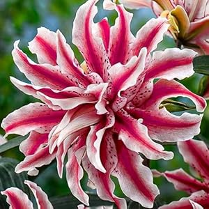 Dutch Bulbs 5x Magic Star Lilien Blumenzwiebeln