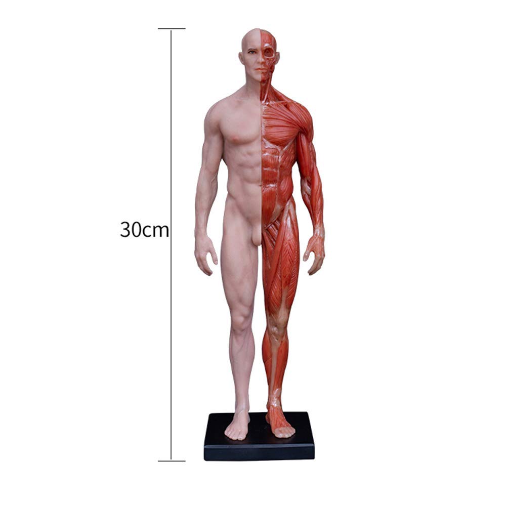 Anatomy Tools 人体模型 約30cm Anatomy Tools 人体模型 約30cm