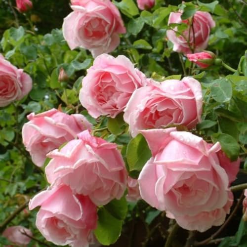 Light Pink Climbing Established Rose Plant in 3 Litre Pot, Ready to Plant, Repeat Flowering Fragrant Rose, Pink Flowers