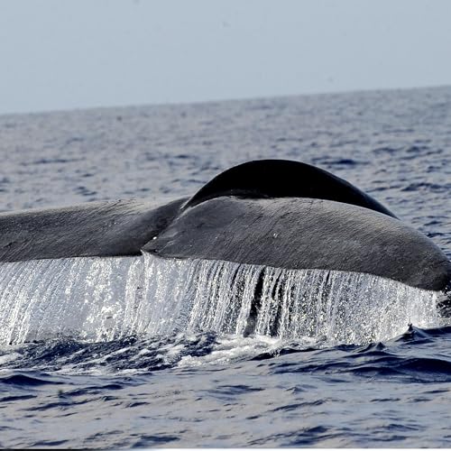 Do traders who place big bets make big money?