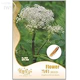 Medicina Hierbas Angelica sinensis Semillas de hortalizas, Paquete Original, 30 Semillas, perenne Chino IWSE014 Planta Medicinal