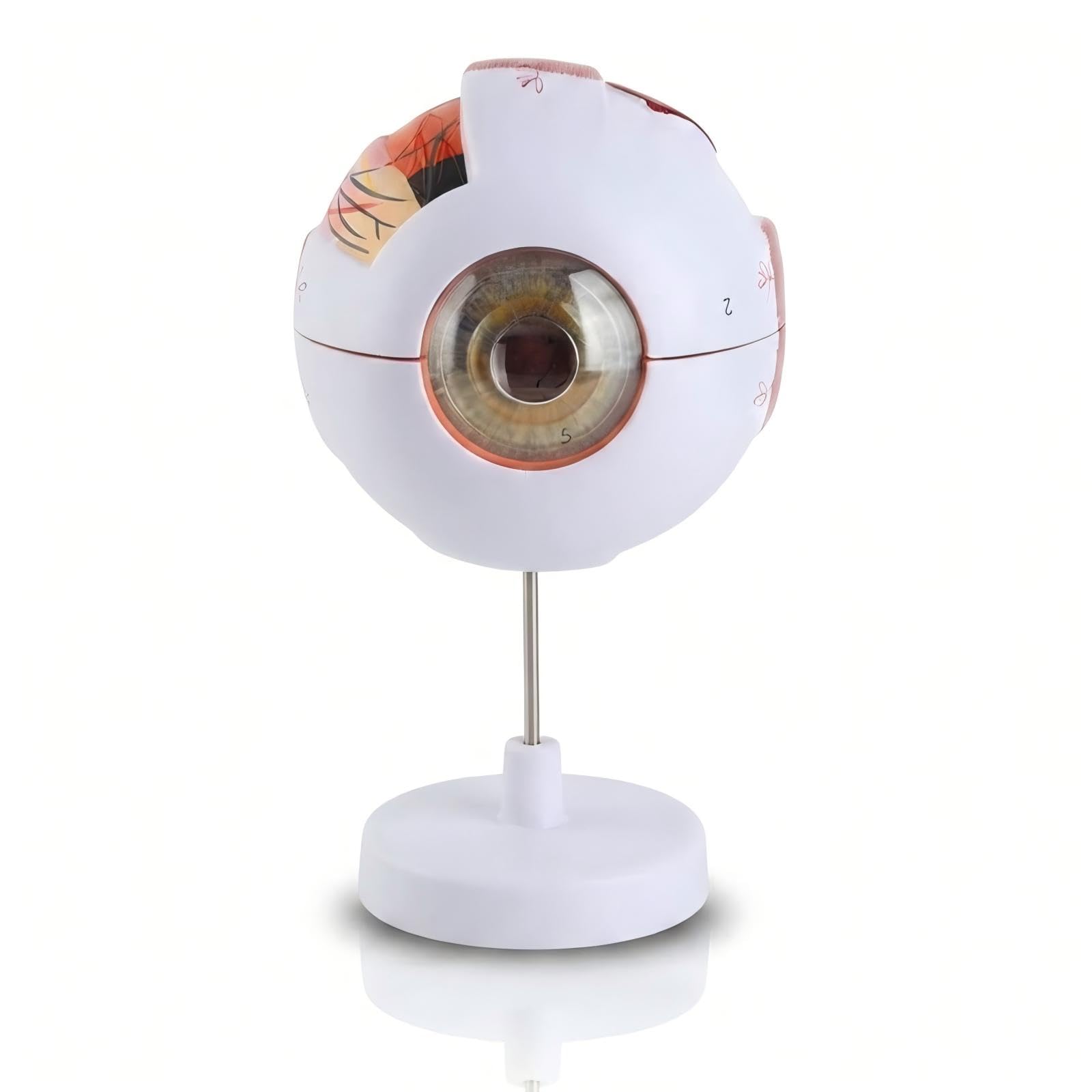Baxnore Human Eye Anatomy Model 6x Structure de globe oculaire agrandie Strong PVC 7 parties détachables pour l'enseignement médical Science Education Ophtalmology Affichage