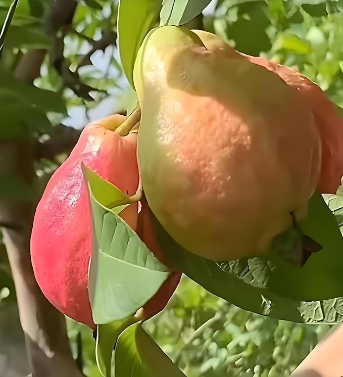 Image of Thai Red Guava Plant Hybrid All Seasons Amrud Live Tree Red Diamond Guava Plant Original With Pot