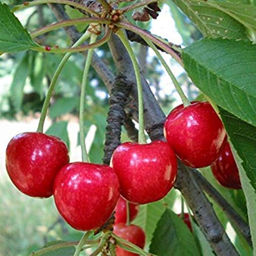 18-20" Tall Prunus Avium (Wild Sweet Cherry) 2 Year Old Plant bareroot