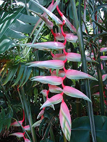 See full amazon price history chart for Floriculture Greens IMP. Heliconia | Parrot Flower Bulbs Home Outdoor Gardening Flowering Bulbs planting (Pack of 1 Chartacea Heliconia) Floriculture Greens IMP. Heliconia | Parrot Flower Bulbs Home Outdoor Gardening Flowering Bulbs planting (Pack of 1 Chartacea Heliconia) (B08ZSH1FW1) Amazon Price History, Amazon Price Tracker