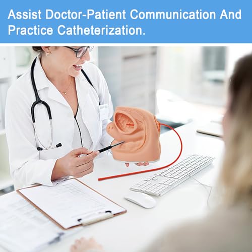 Image of Female Catheterization Model Internal and External Genital Anatomy Model for Clinical Teaching and Medical Education Training Practice, 1 Piece