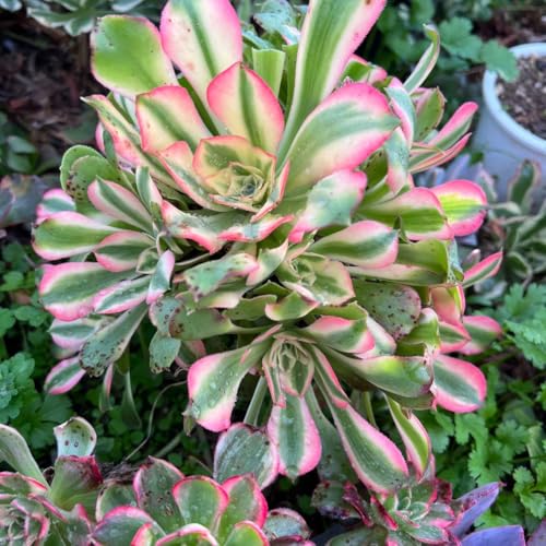 お纏め　多肉植物　錦司晃錦　カット　カキコ 多肉植物 大型玉扇錦 カキコ幼苗