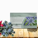 Outsidepride Silver Blue Sea Holly Seeds for Planting - 5000 Pcs Perennial Drought-Tolerant Eryngium Cut Flower Garden Seeds for Floral Arrangements, Pollinator & Low Water Gardens