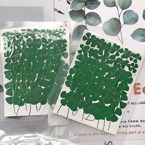 Hojas secas naturales de trébol de cuatro hojas 36 piezas miniatura 7
