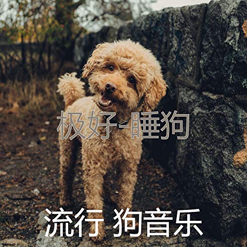 Amazon Music - 流行 狗音乐の极好-睡狗 - Amazon.co.jp