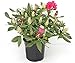 Produktbild Rosarote Alpenrose - Rhododendron Nova Zembla - 50-60cm im 5 Ltr. Topf