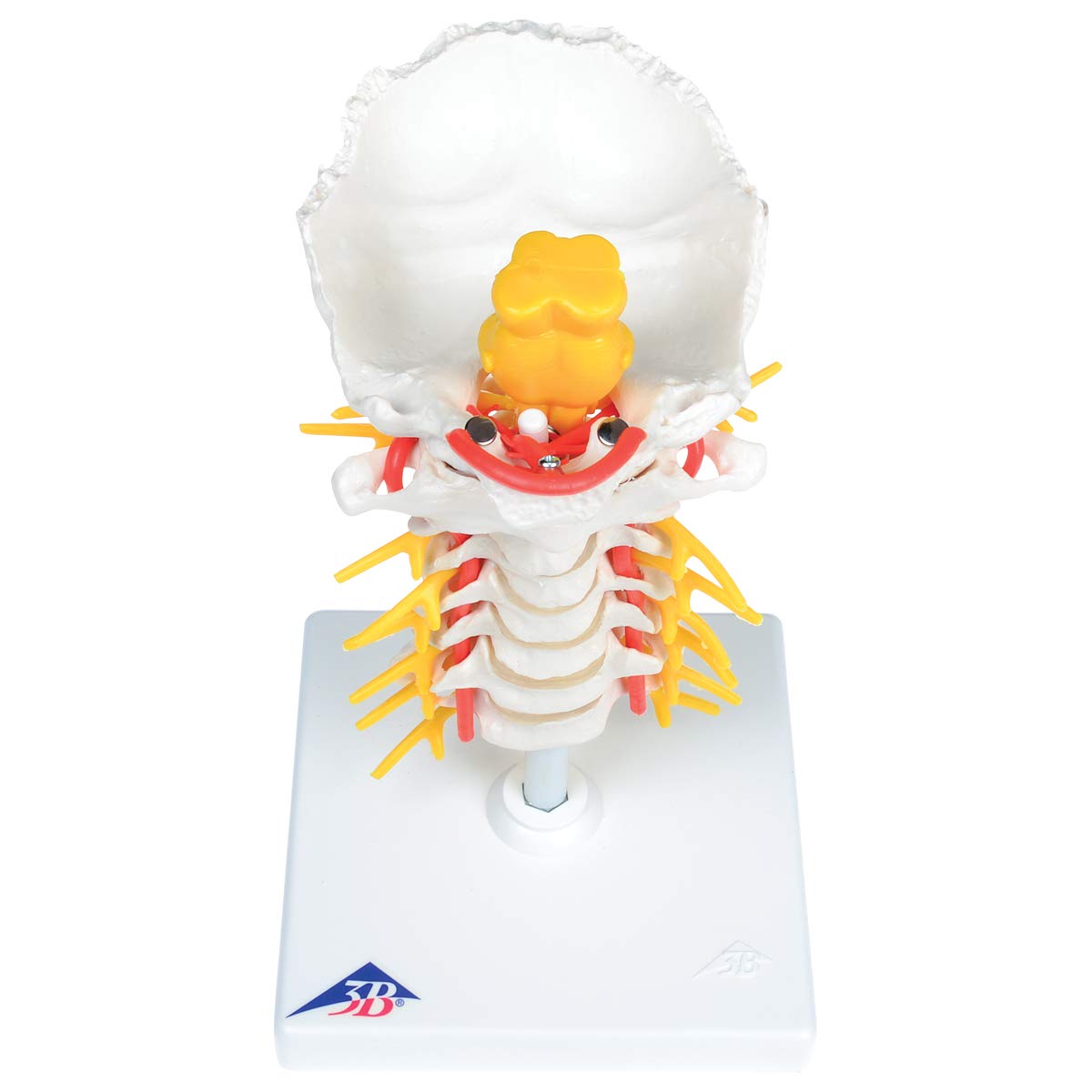 3B Scientific A72 Colonna Vertebrale Cervicale + software gratuito di anatomia - 3B Smart Anatomy