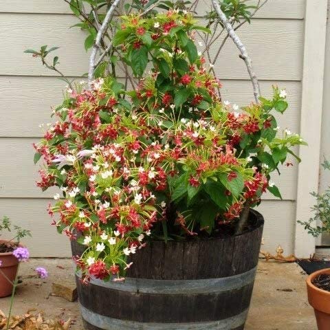 Gardening Paradise Madhumalti New Double Petals Rangoon Creeper Live Plant Flowers With Fragrance (B0BCZ4VKRY) Amazon Price History, Amazon Price Tracker