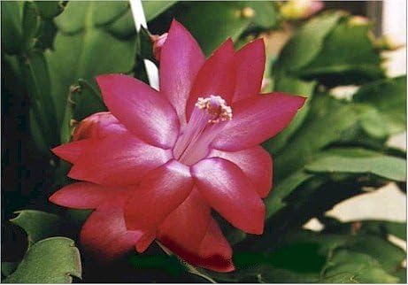 Red Christmas Cactus Plant - Zygocactus - 4" Pot